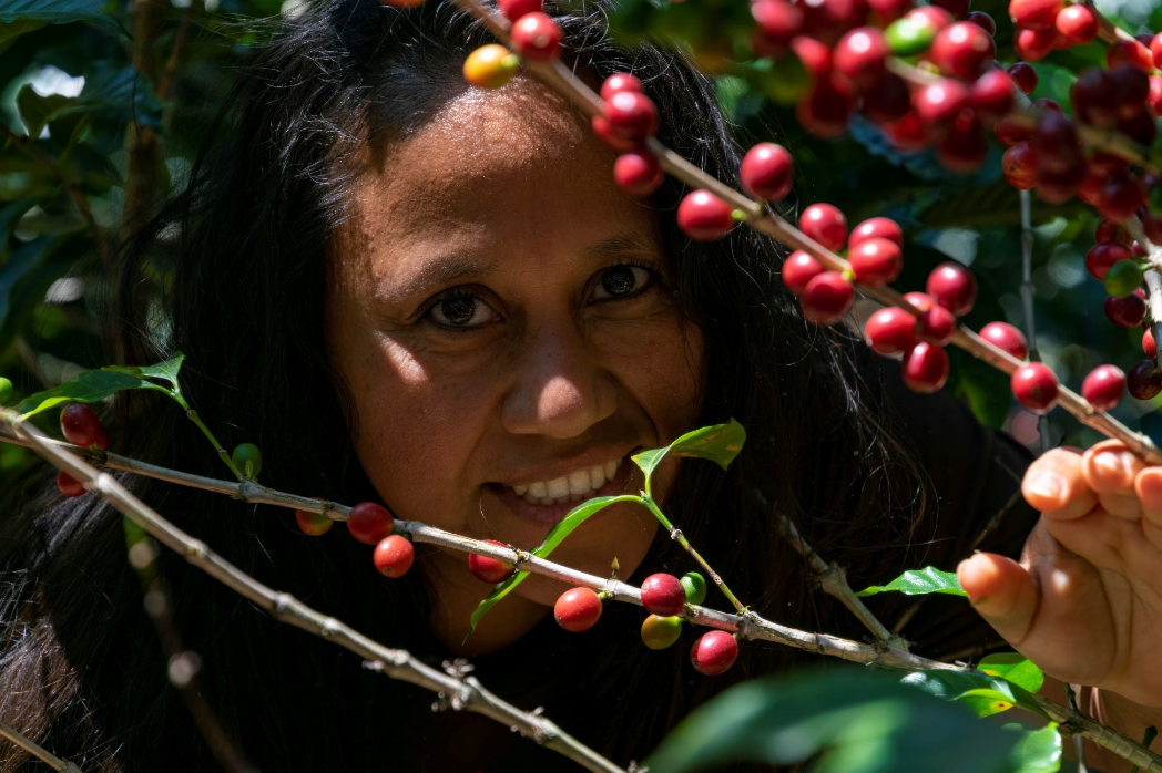DECAF COLOMBIA GALERAS
